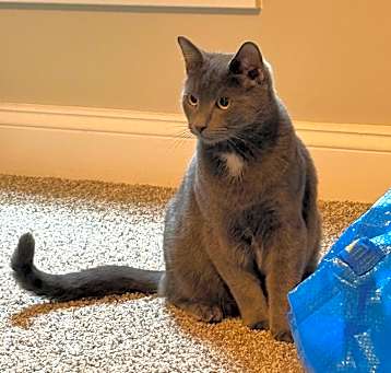 Photo of Earl Grey