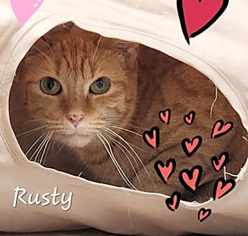 Photo of Rusty