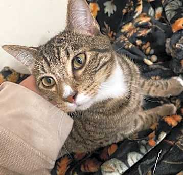 Photo of Frito