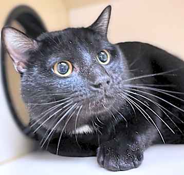 Photo of T'Challa