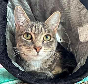 Photo of Squirt