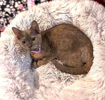 Photo of Celine