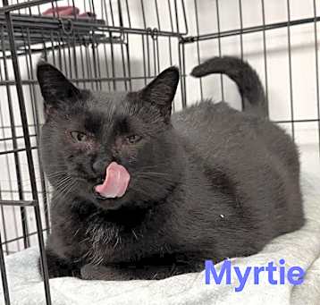 Photo of MYRTIE