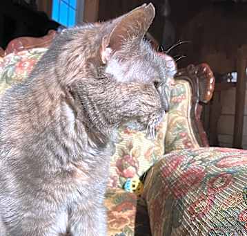 Photo of Lolita