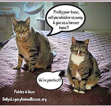 Photo of PICKLES & HAZE