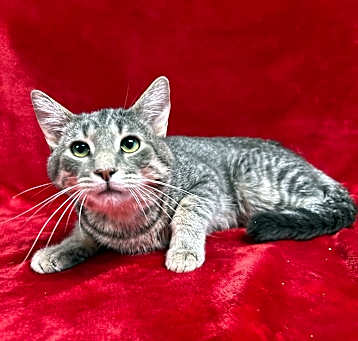 Photo of Drax