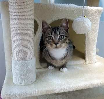 Photo of Rotini
