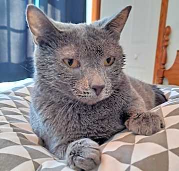 Photo of Smokey