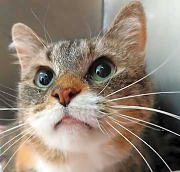Photo of Purrsephone