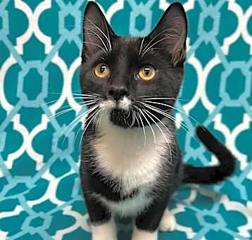 Photo of Alfred