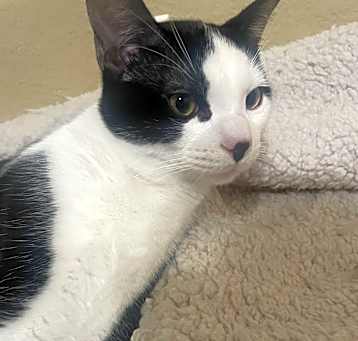 Photo of Tux (Tuxedo)
