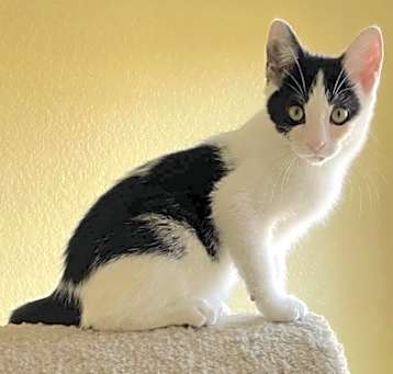 Photo of Domino