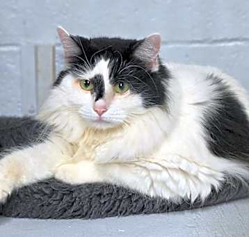 Photo of Indie