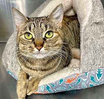 Photo of Willow