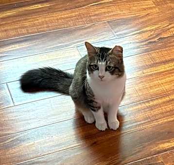 Photo of Sam I Am
