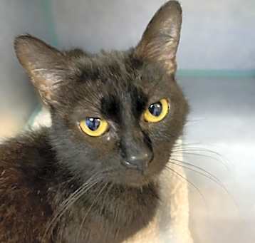 Photo of Daphne