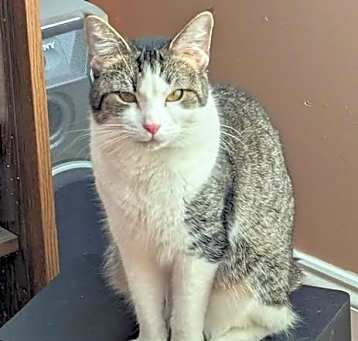 Photo of Suni