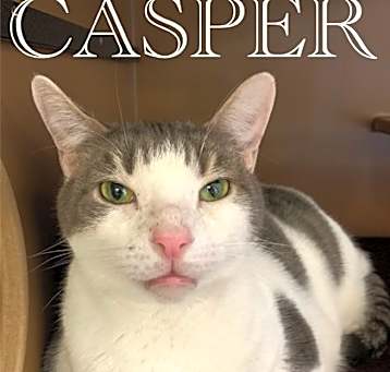 Photo of Casper