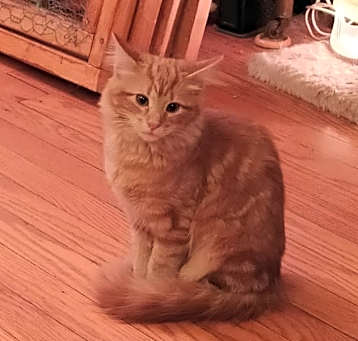 Photo of Bridget (bonded to Chloe)