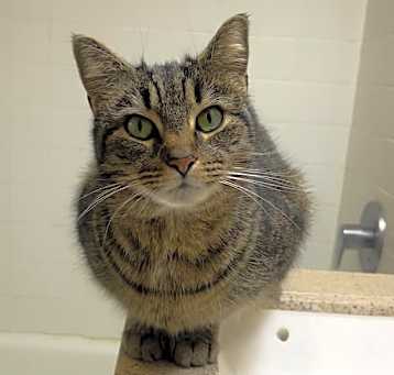 Photo of KitKat