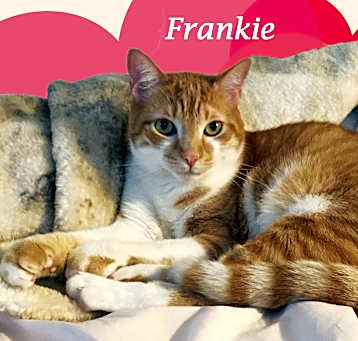 Photo of Friendly FRANKIE