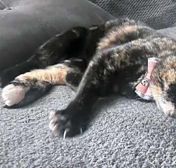Photo of Tilly