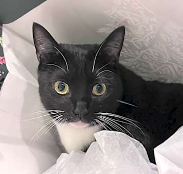 Photo of Kiki