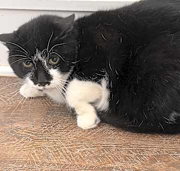 Photo of Chow