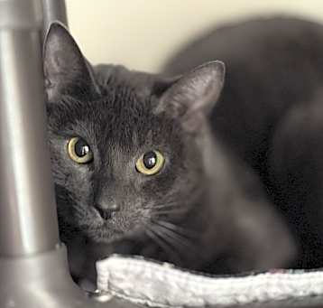 Photo of Fennel