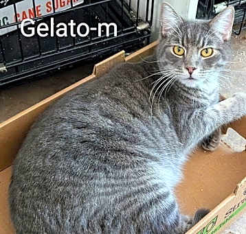 Photo of Gelato