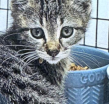 Photo of Cinder