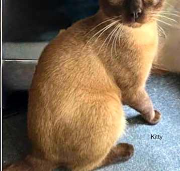 Photo of Kitty - Center