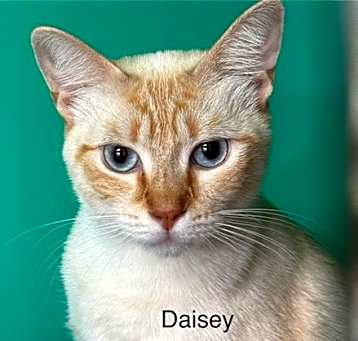 Photo of Daisey - Center