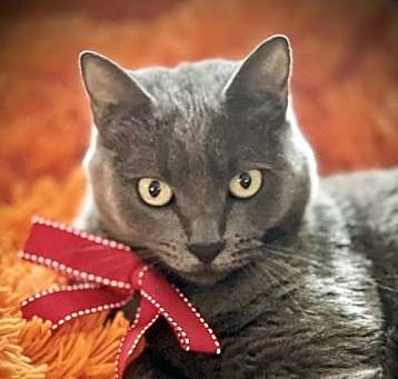 Photo of KEMURI