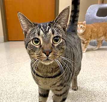 Photo of Parsley