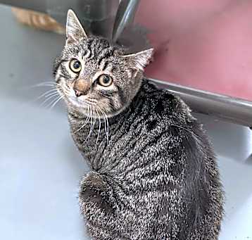 Photo of Pepper
