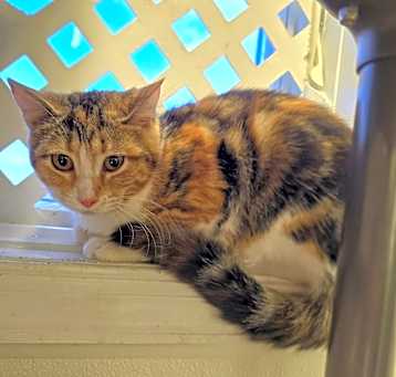Photo of Willow