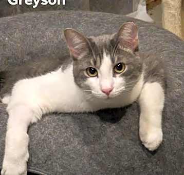 Photo of Grayson