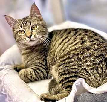 Photo of Cypress