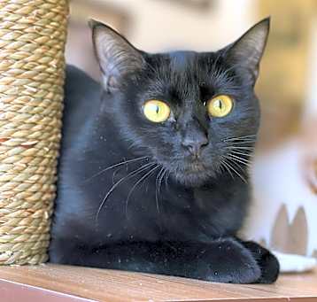 Photo of Jasmine