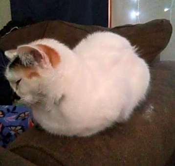 Photo of Scoot