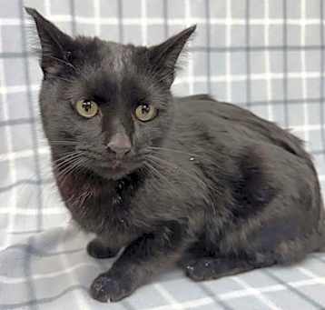 Photo of Felix