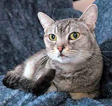 Photo of Nala
