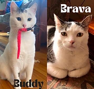 Photo of Buddy / Brava