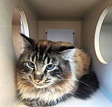 Photo of Vincent (pending application)