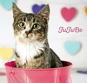 Photo of JuJuBee