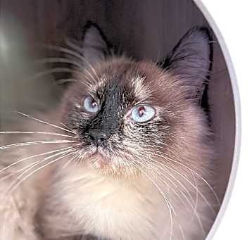 Photo of Cleocatra