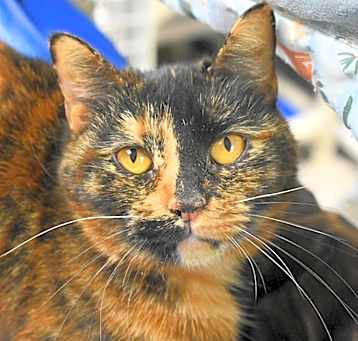 Photo of Nova