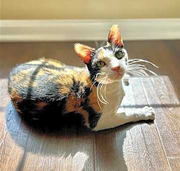 Photo of Sugar