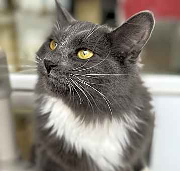 Photo of Sassy - $20 SHY CAT SPECIAL